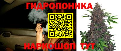 индика Гай
